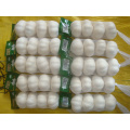 Pure White Garlic Packed In 10kg carton